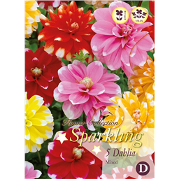 Микс георгин Декоративных