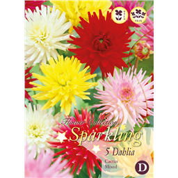 Микс георгин Кактусовидных