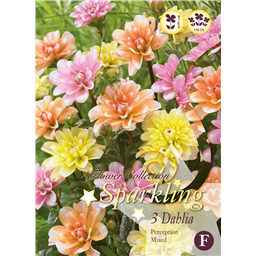 Микс георгин Персипшн