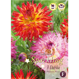 Микс георгин Пинеланд