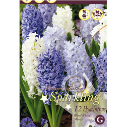 Микс гиацинтов ( Голубых/Белых)