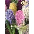 Микс гиацинтов