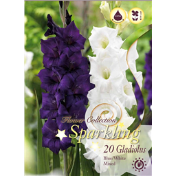 Микс гладиолусов Бело-Голобых