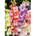 Микс гладиолусов Гофрированных