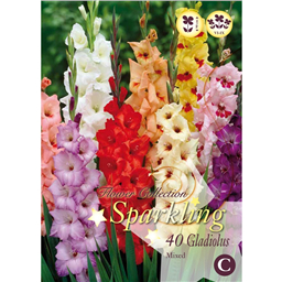 Микс гладиолусов