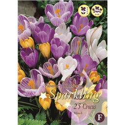 Микс крокусов 