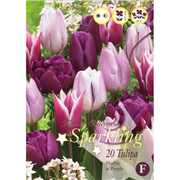 Микс тюльпанов (Медлей ин Парпл)