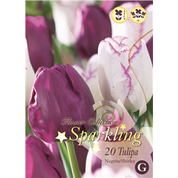 Микс тюльпанов (Негрита, Ширли)