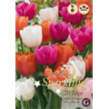 Микс тюльпанов (Пурпурно-Оранжевых, Белых)