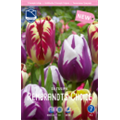 Микс Тюльпанов Рембрандт Чойз