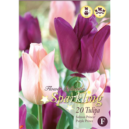 Микс тюльпанов (Салмон Принц, Парпл Принц)