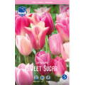 Микс Тюльпанов Свит Шуга