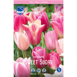 Микс Тюльпанов Свит Шуга