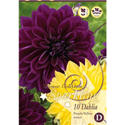 Микс георгин Декоративных Пурпурно Желтых