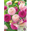Микс георгин Помпонных Розовых