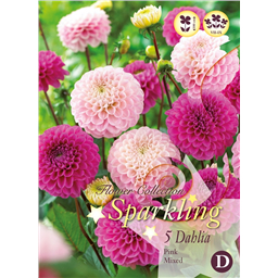 Микс георгин Помпонных Розовых