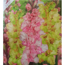 Микс гладиолусов Краснодар/Киев