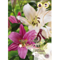 Микс лилий Бело-Пурпурных