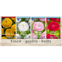 MIS-725 Ранункулюс (4x150шт.)7/8