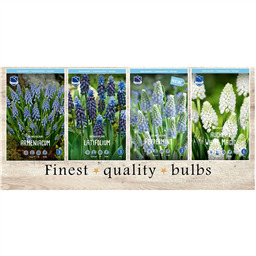 MIS-815 Мускари(4x150шт.)7/8