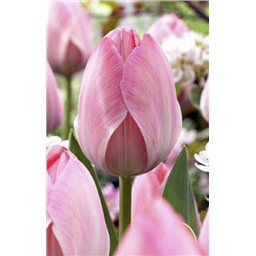 Мистик Ван Эйк