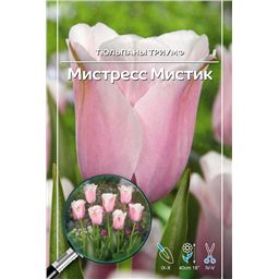 Тюльпан Триумф Мистресс Мистик
