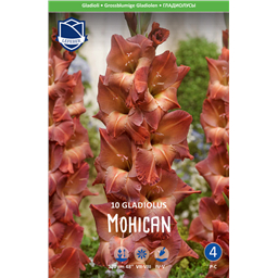 Гладиолус Могикан