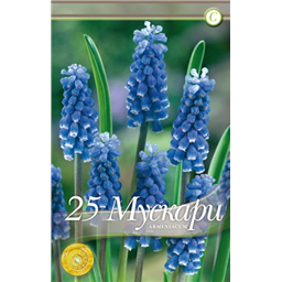 Мускари Арменикум