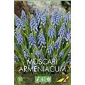 Мускари Арменикум(упаковка мини)