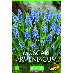 Мускари Арменикум(упаковка мини)