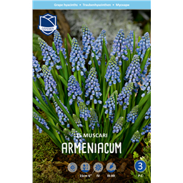 Мускари Арменикум