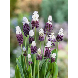 Мускари Грейп Айз