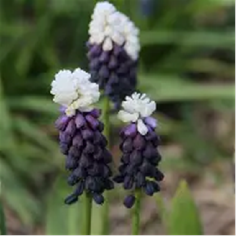 Мускари Грейп Айз