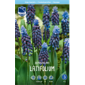 Мускари Латифолиум
