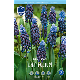 Мускари Латифолиум