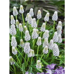 Мускари Сибериан Тайгер