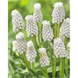 Мускари Сибериан Тайгер