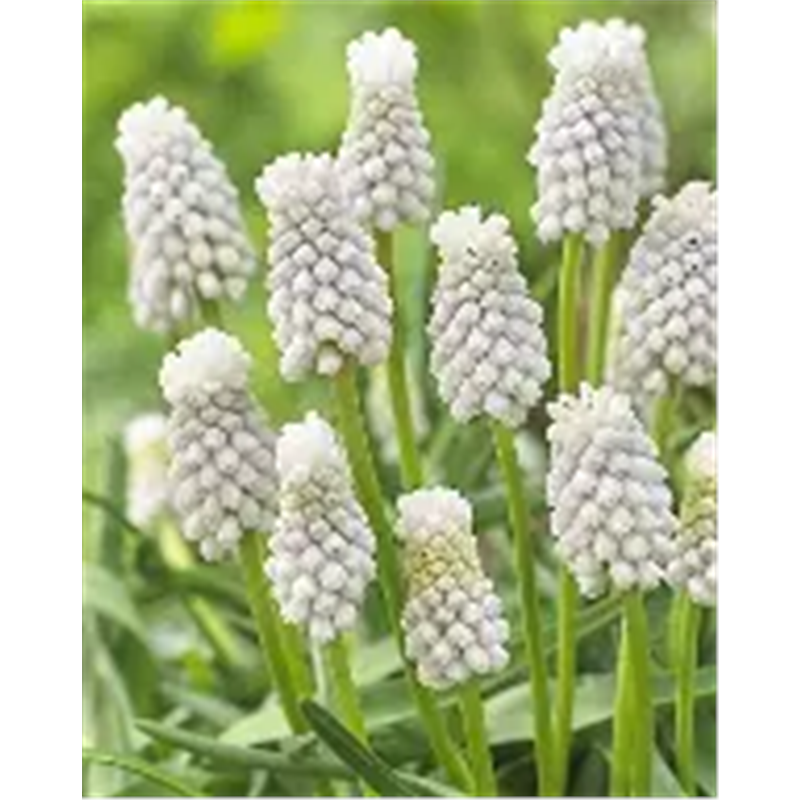 Мускари Сибериан Тайгер