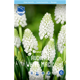 Мускари Уайт Мейджик