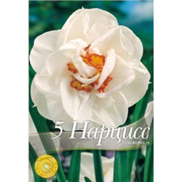 Нарцисс Акрополис