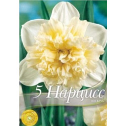 Нарцисс Айс Кинг