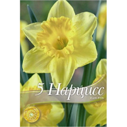 Нарцисс Карлтон