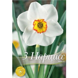 Нарцисс Мерлин