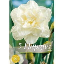 Нарцисс Обдам