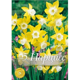 Нарцисс Пипит