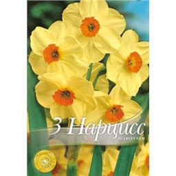 Нарцисс Скарлет Джим