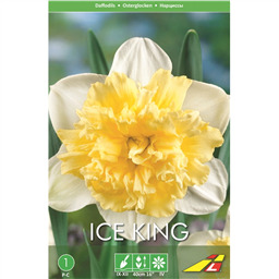 Нарцисс  Айс Кинг(упаковка мини)