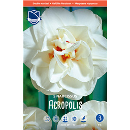 Нарцисс Акрополис