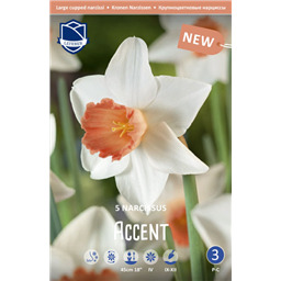 Нарцисс Акцент