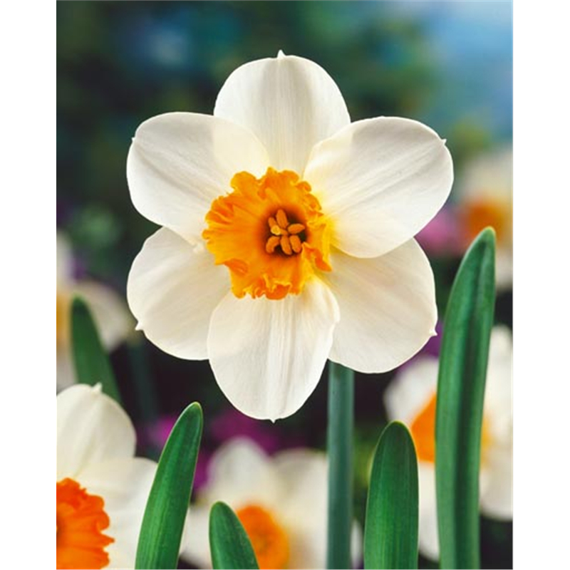 Нарцисс Баррет Браунинг